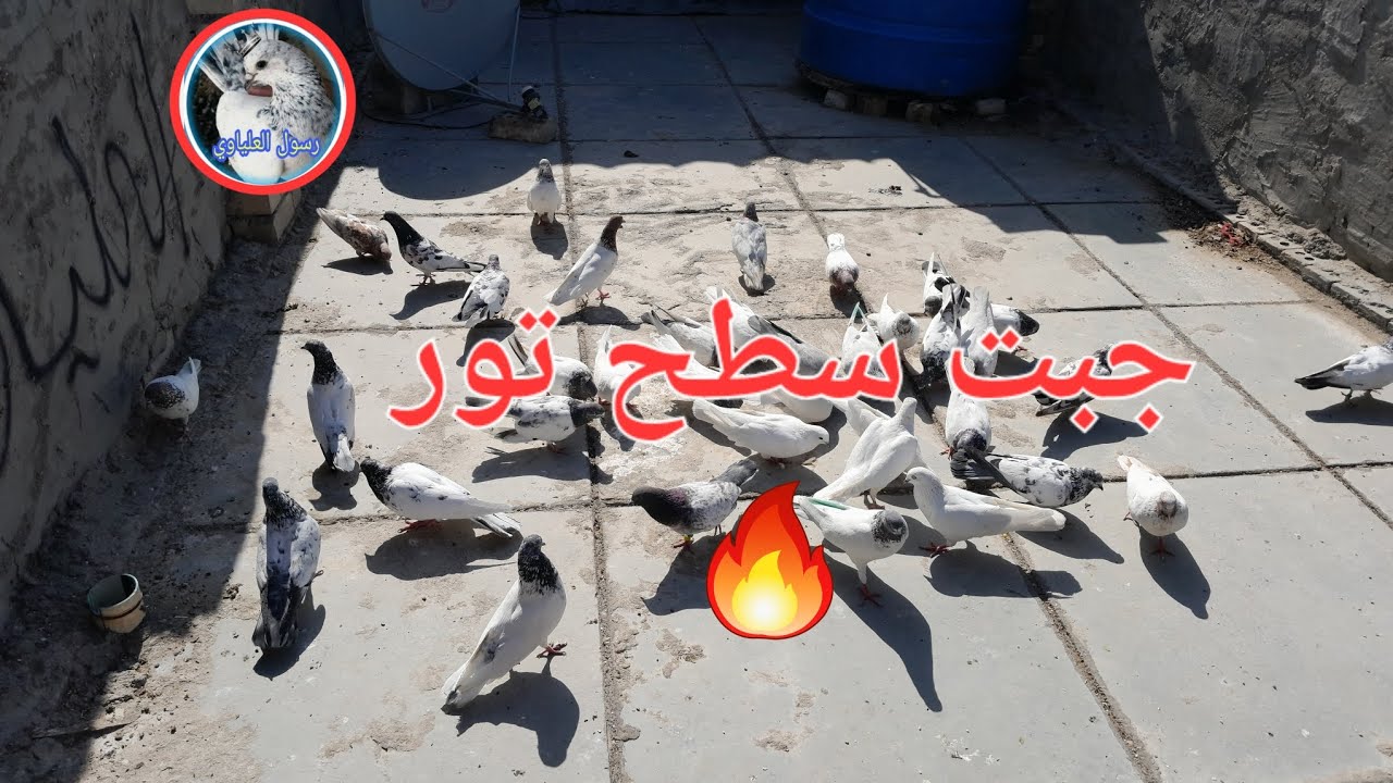 جبت سطح تور يفوتكم❤️🤔
