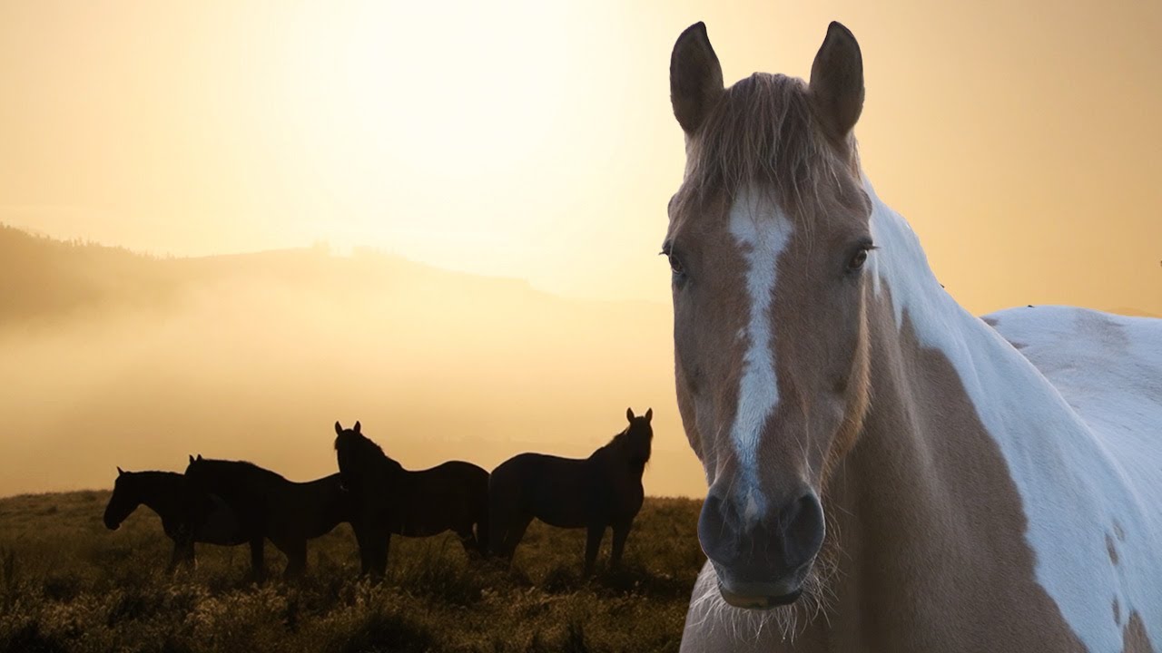 Duchess Sanctuary: A safe haven for rescued horses