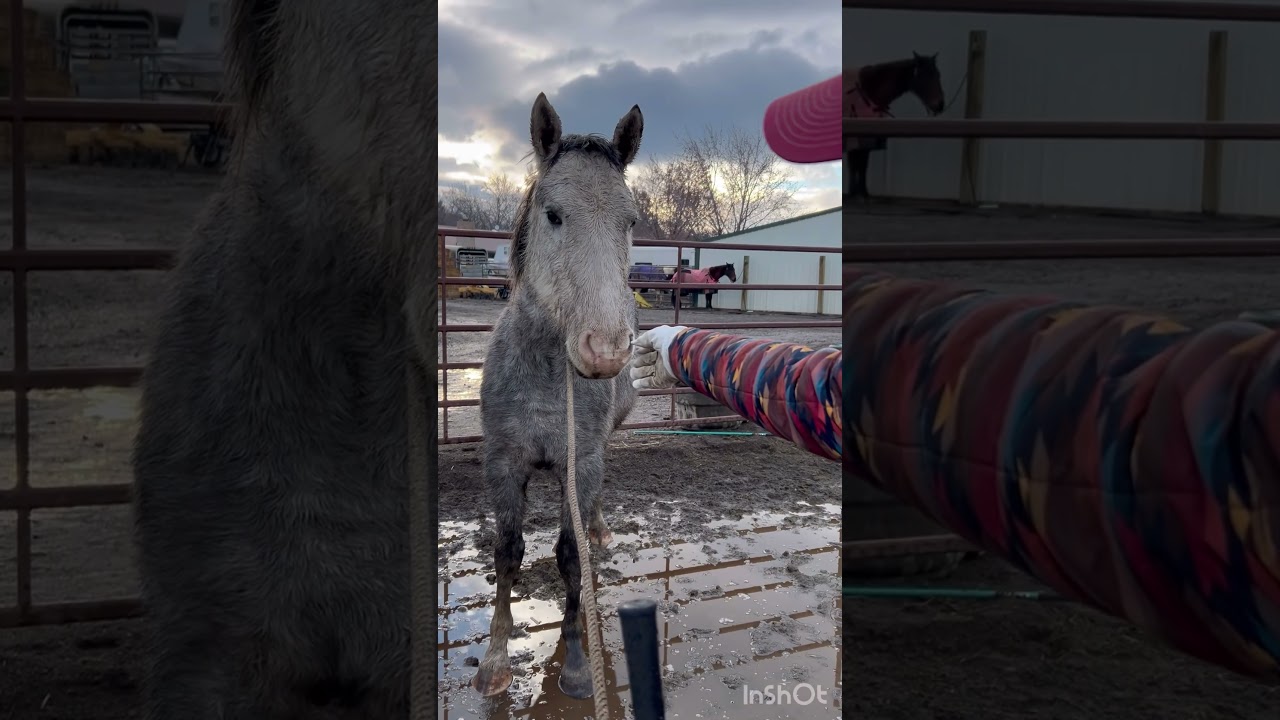 Day 2: rope under tail,scratching with the stick,and touching my hand 