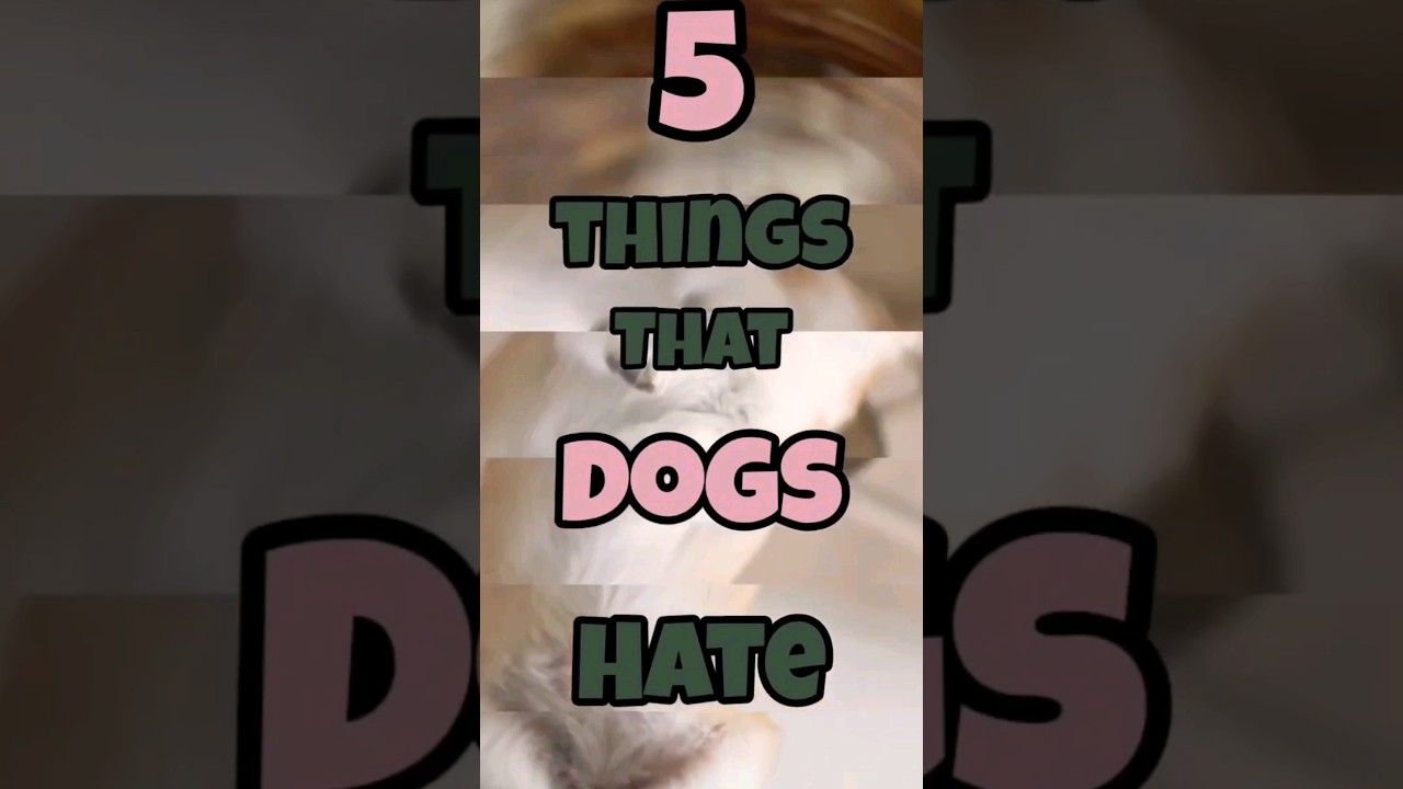 5 things that dogs Hate