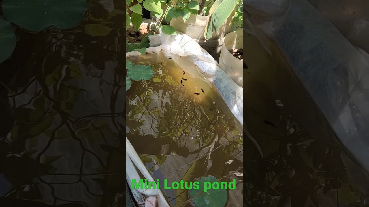 Mini Lotus pond 