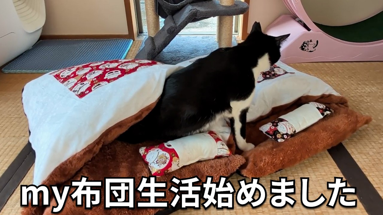 保護猫に布団をプレゼントしたら、完全に使いこなしてて