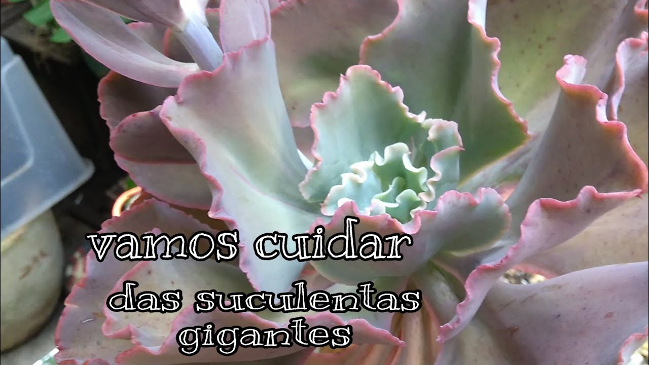 Como cuidar bem das suas suculentas gigantes 🌵