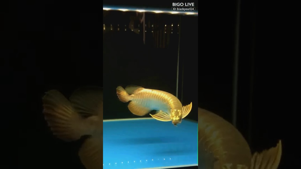 Malaysian Gold 24k Arowana#bigolivevideo