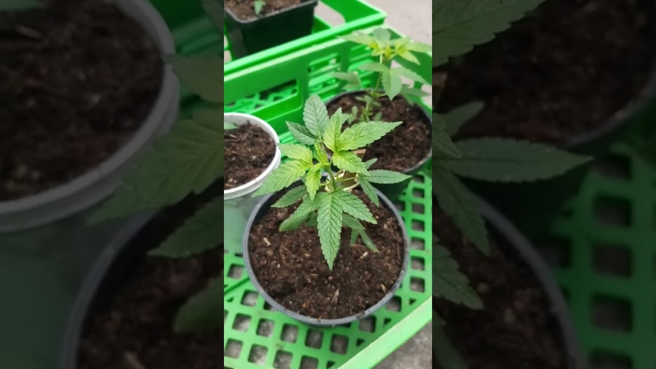 Cultivo de Marihuana en Exterior, Oto&ntilde;o, Seguimiento 25/06/22