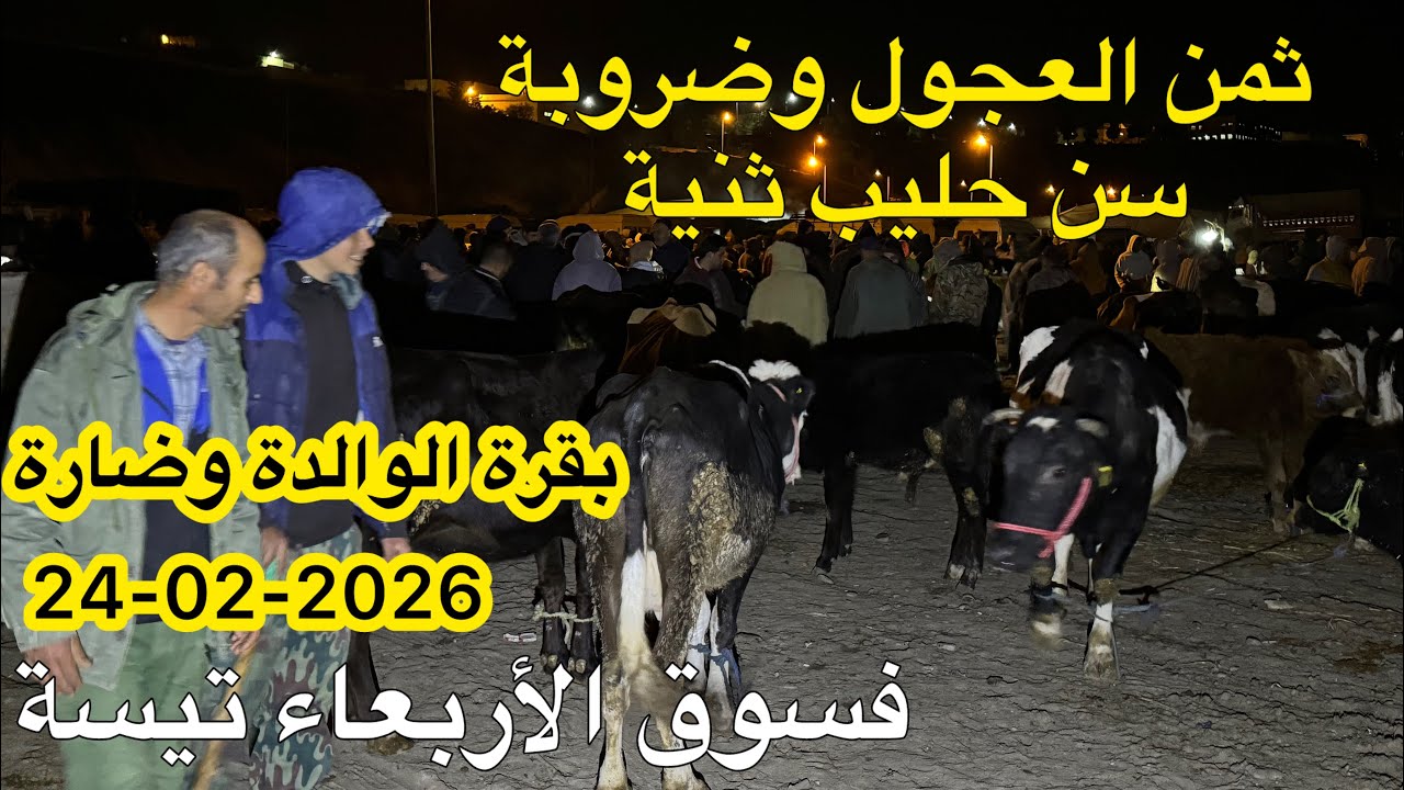 مباشرة من سوق أربعاء تيسة رحبة لعجول وضروبة سن حليب ثنية وبقرة الوالدة وضارة عامر مع 11 24/02/2026