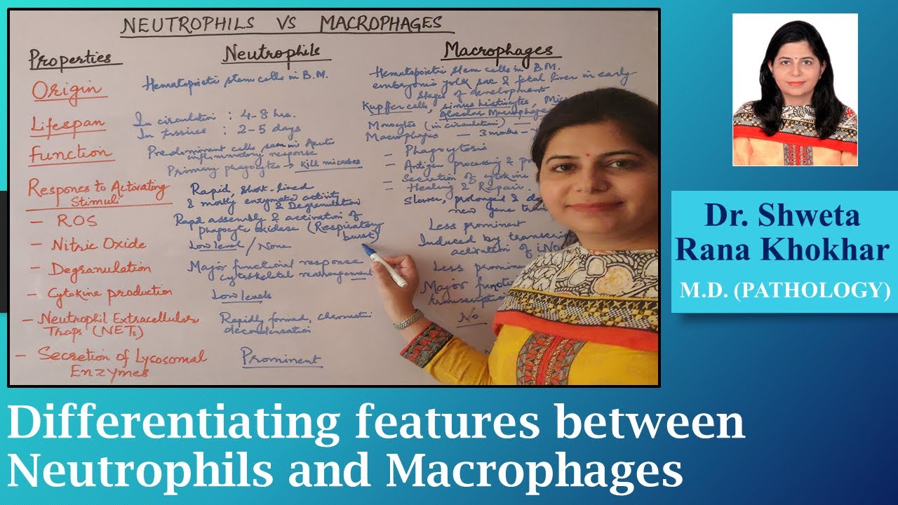 Neutrophils vs Macrophages: Differentiating features between Neutrophils and Macrophages