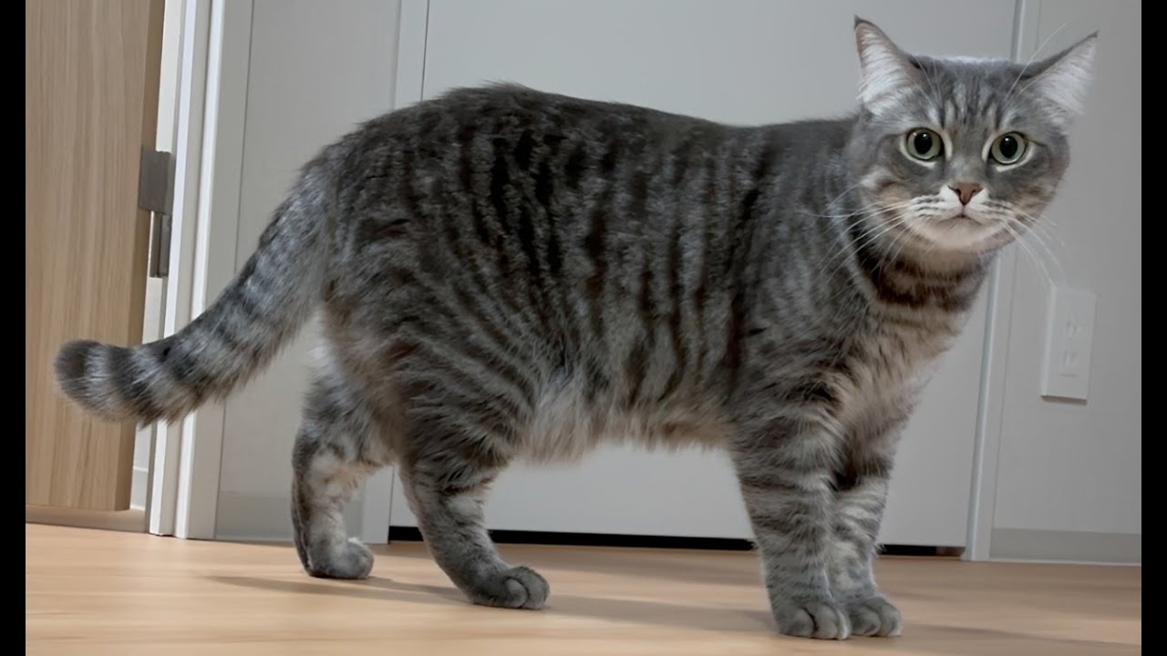 猫のぽっちゃり疑惑を検証してみました