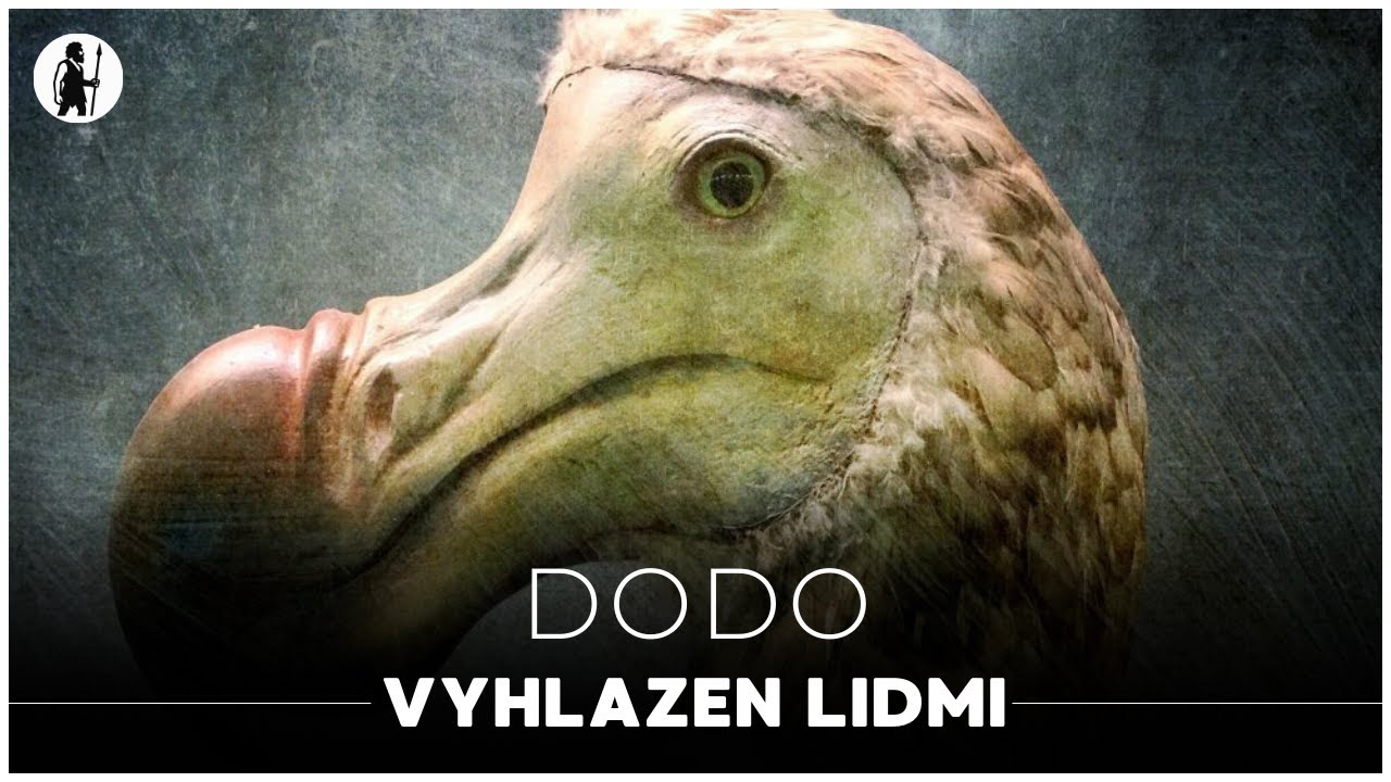 Dodo: Pták, kterého vyhladili lidé | Dokument - Pravěk | Zvířata