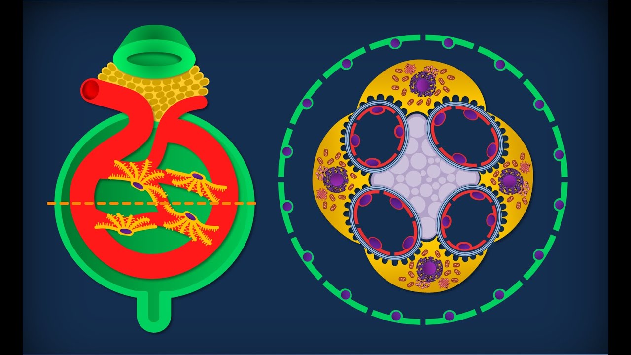 Rene - Anatomia microscopica