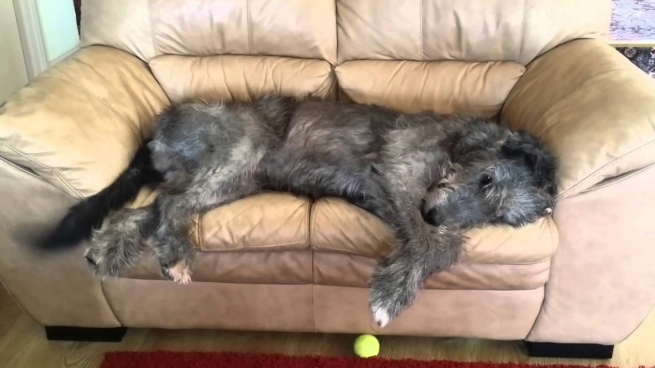 A Happy Wolfhound