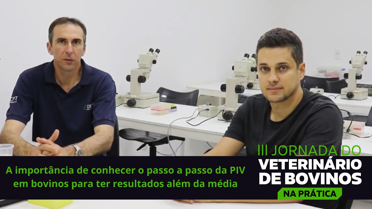A importância de conhecer o passo a passo da PIV em bovinos para ter resultados além da média