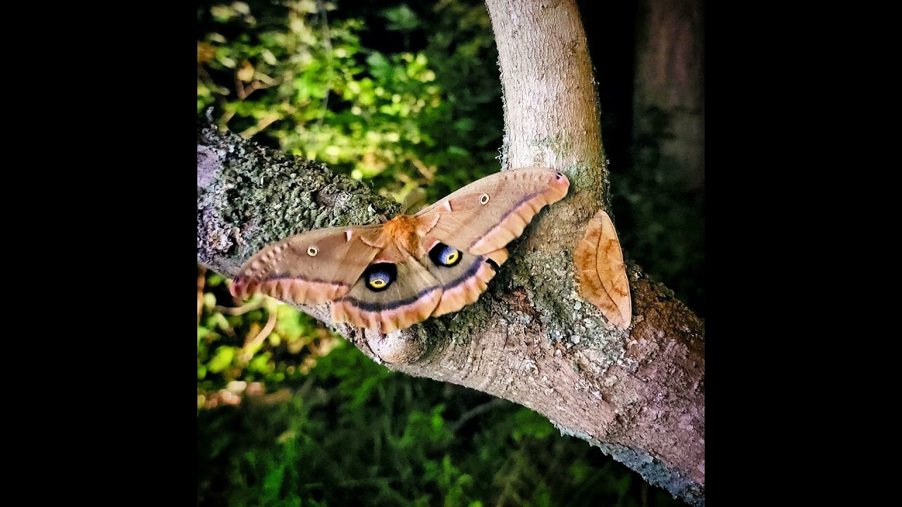 Leigh Ann Henion: Darkness, and the creatures of the night