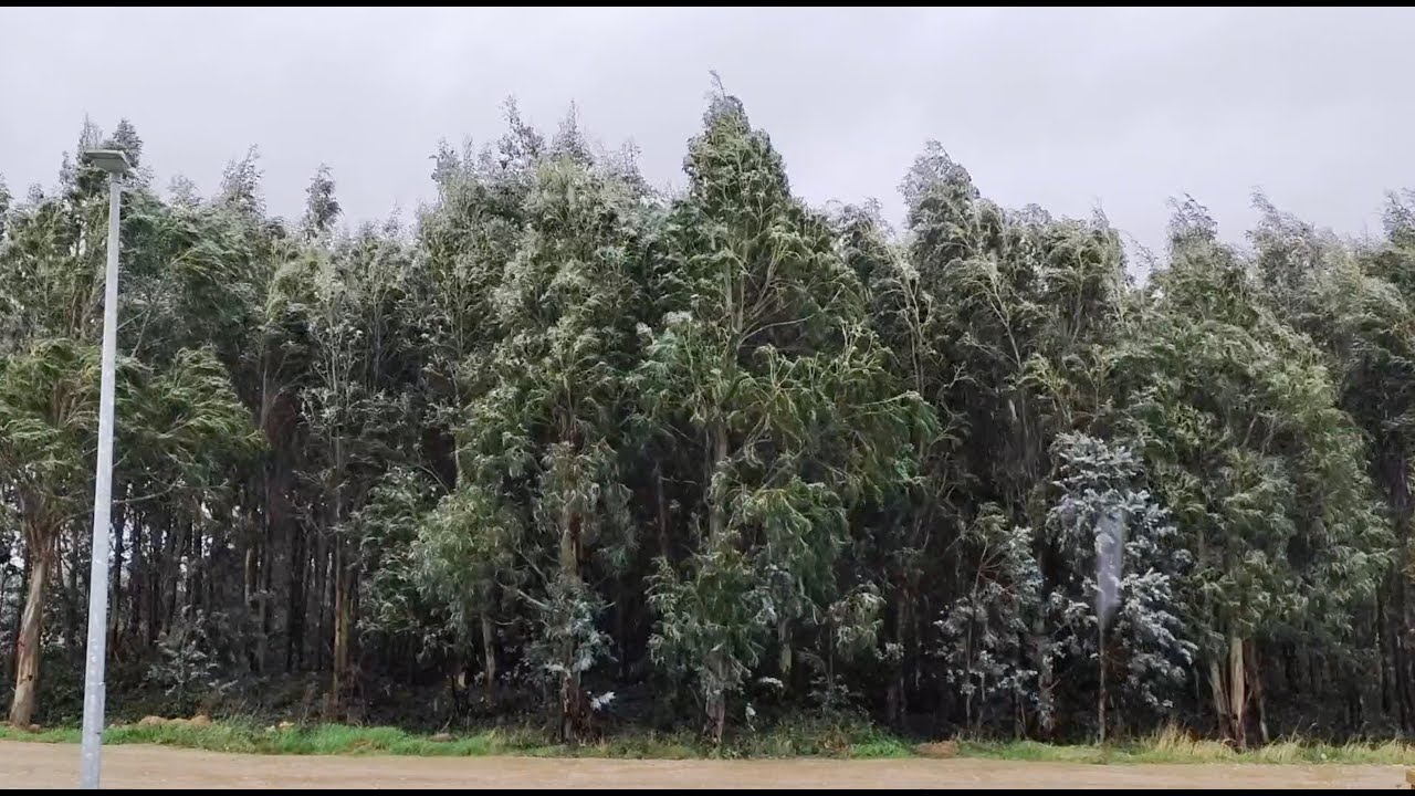 GOLD MASS - REVERB (Official video)