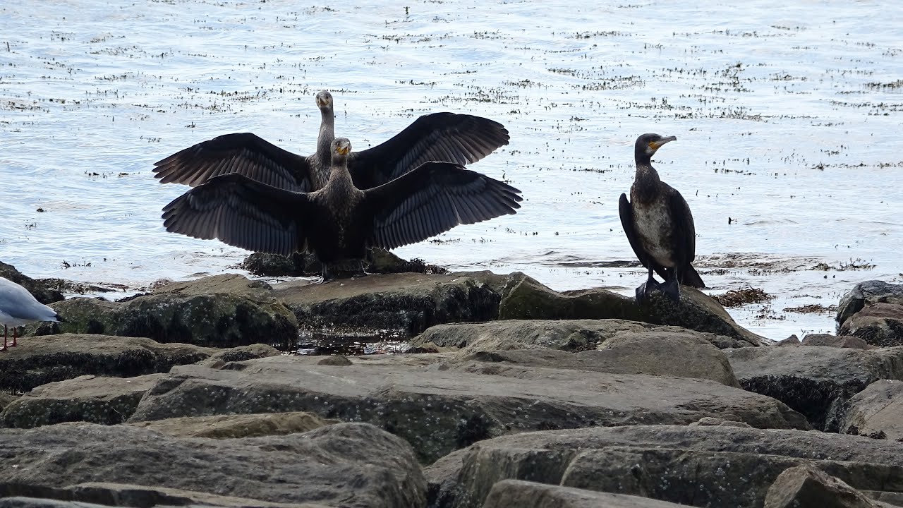 Los Cormoranes y su ritual acicalándose en el espigón de Rianxo (A Coruña).