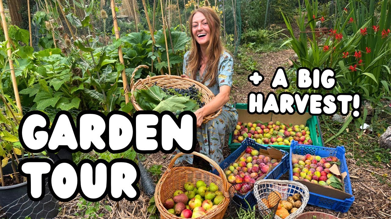 August Allotment Tour & Harvest - Summer Abundance!