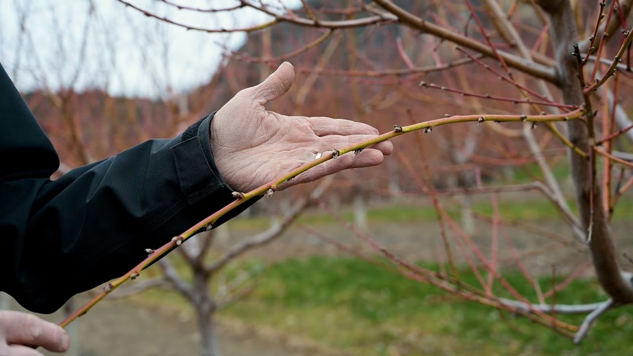 Crop Update: Peach Trees - March 2025
