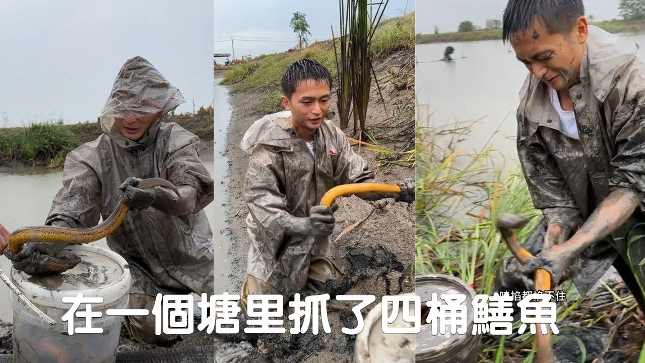 在一個塘裏抓了四桶鱔魚，老板臉都笑開花了！（下集）