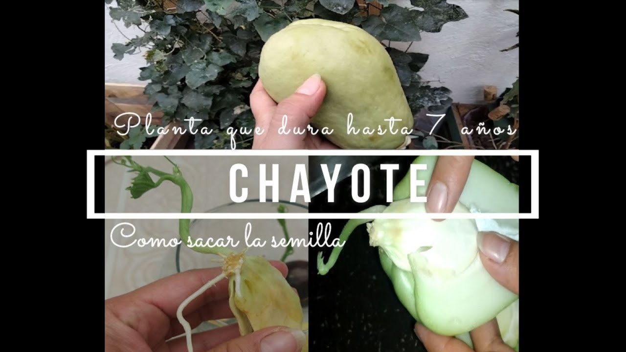 Cultivo de chayote 1 de 2|Germinar sin q se pudra la semilla|Como sembrar |Hoja y guía comestible