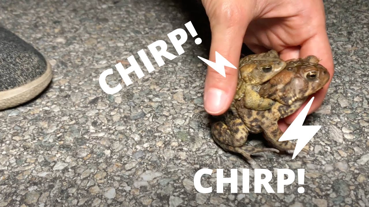 Intense Toad in Road Rescue! (Rare Chirping Calls!)