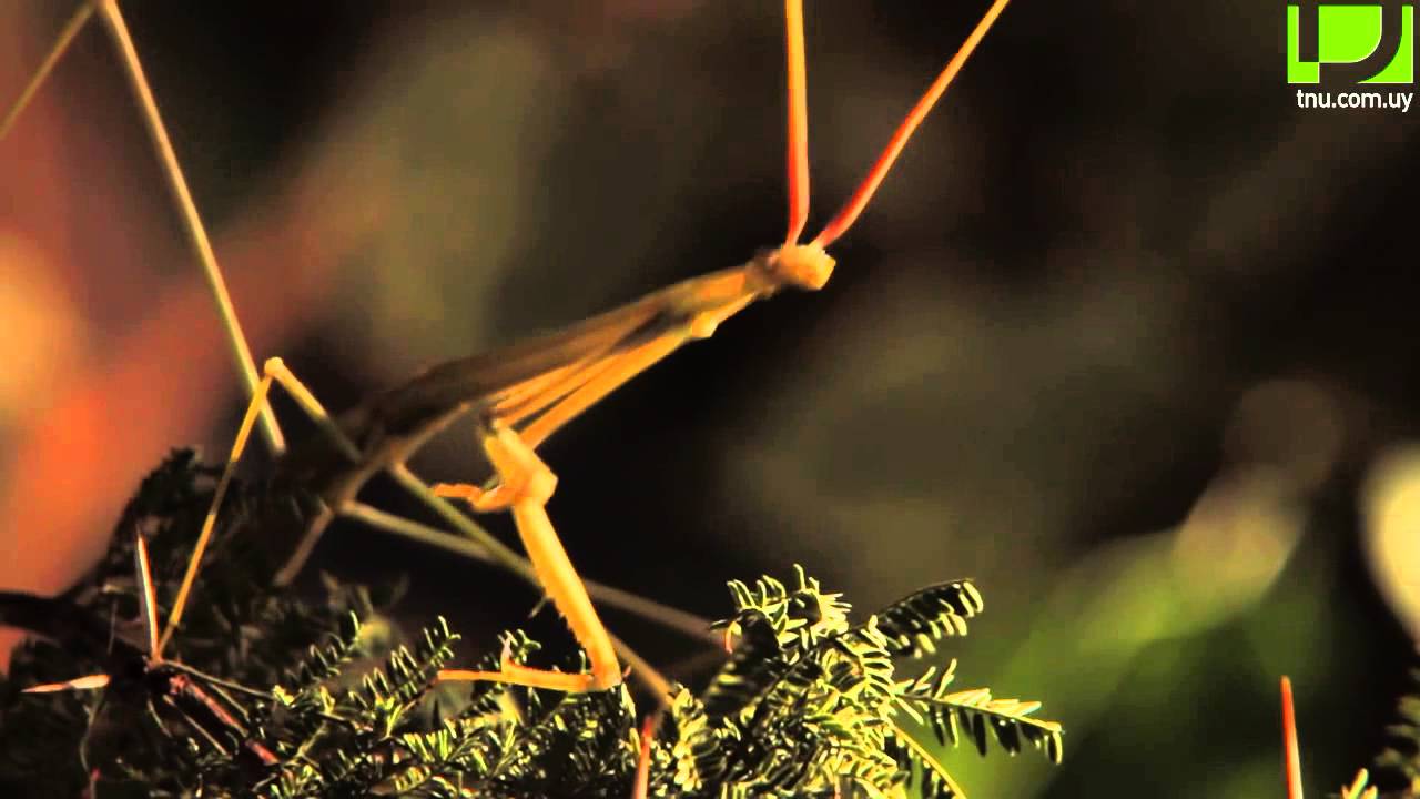 Buscaespecies: Mamboret&aacute;