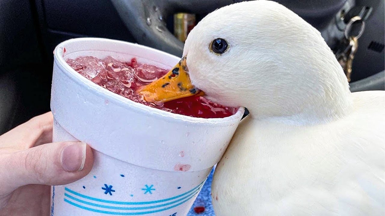 Эта маленькая уточка не может жить без ледяной воды!