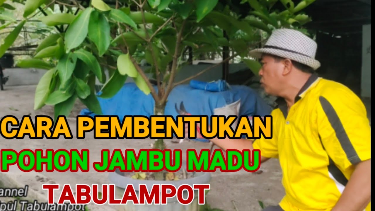 CARA PEMBENTUKAN POHON JAMBU MADU TABULAMPOT
