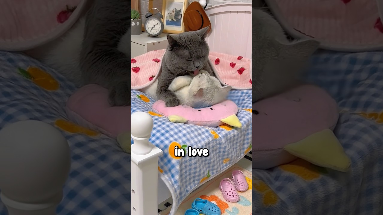 The Cutest Cat Couple 🥹❤️
