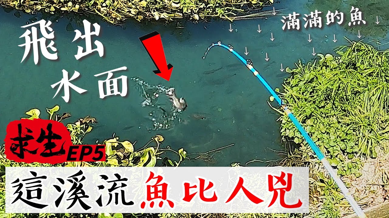 哪來的飛魚？發現野性十足的純淨小河 魚兇到有夠誇張！【台灣大釣哥 求生篇EP5】@花蓮揪釣  （環島/求生/釣魚/露營/台東/花蓮/路亞/溪釣）