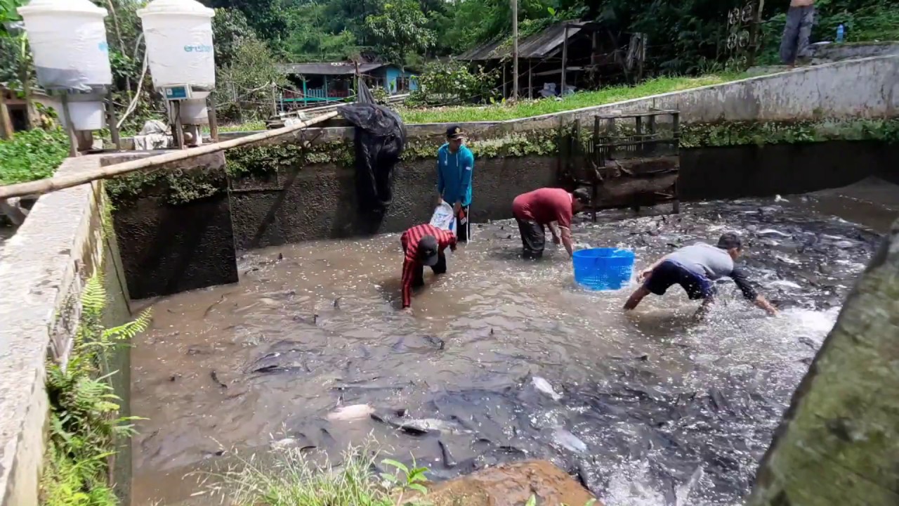 Waw panen ikan patin yang sudah ukuran Jumbo, KALIAN WAJIB TAU