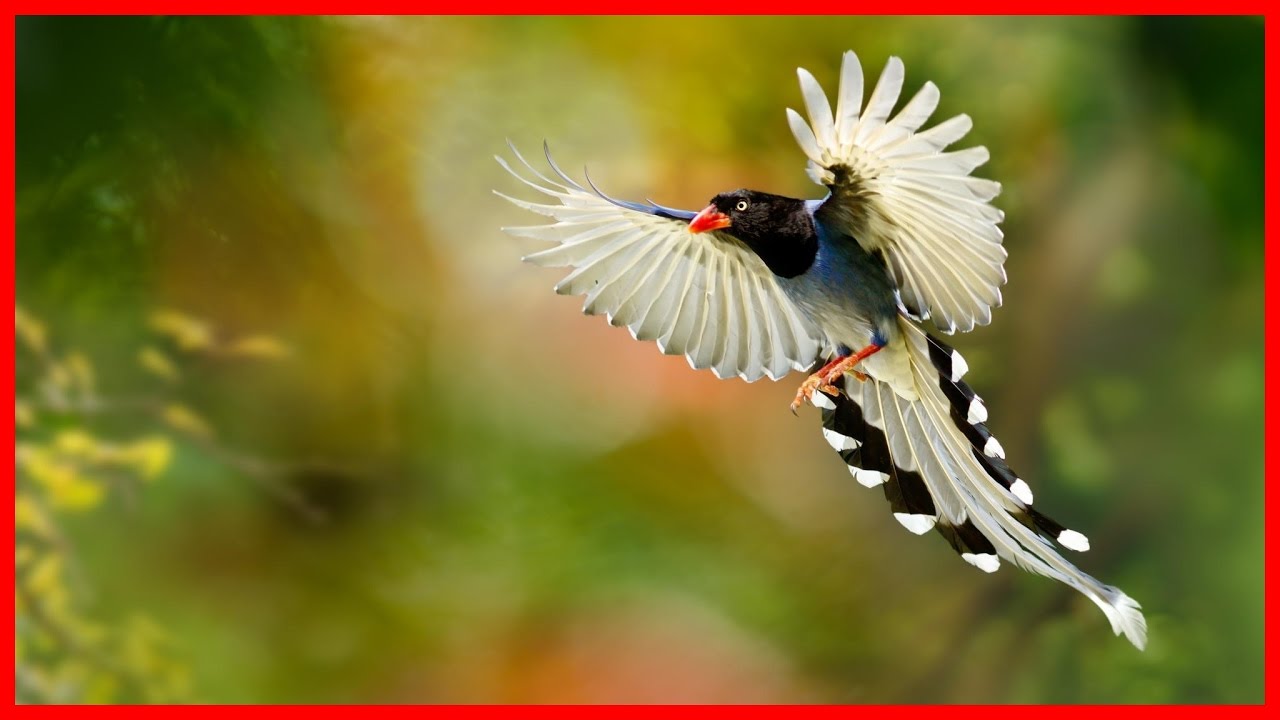 Birds of Paradise: Revealing The Truth Behind Their Beauty - HD Documentary