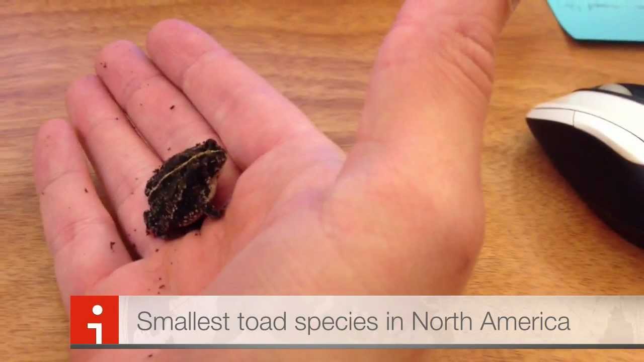 Oak Toad - Smallest Toad Species (HD)