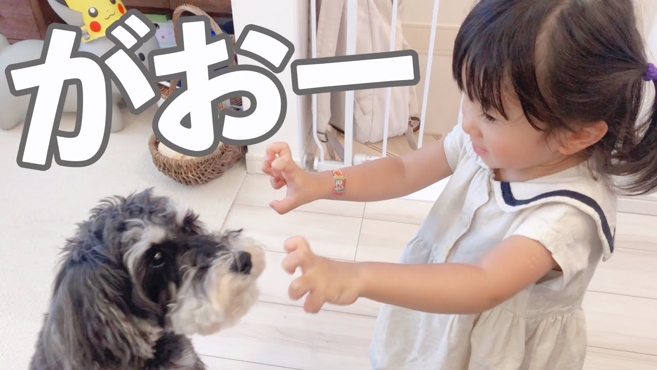 【犬と子供】予想以上に驚く姿がかわいいシュナウザー【ジジトト】