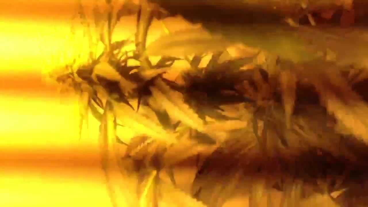 Canna orange haze  +  Moby Dick   Flo + 10 .