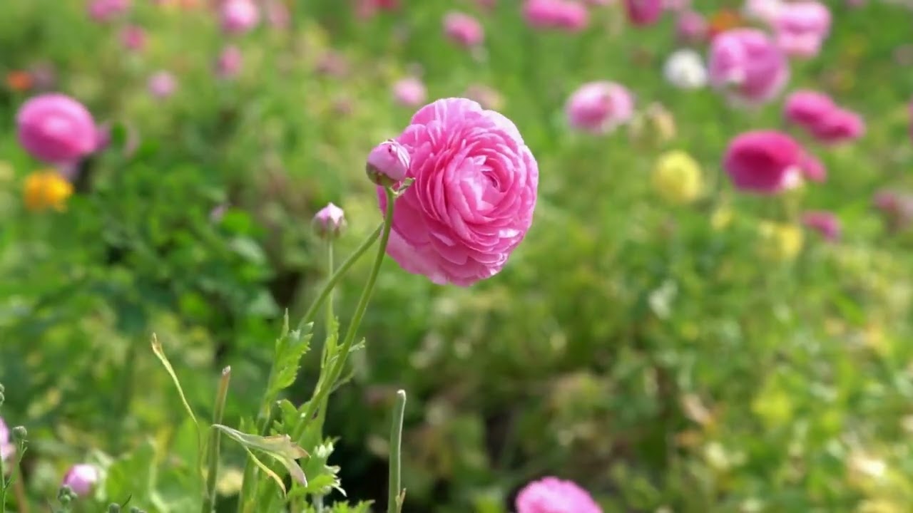 Dreamy Ranunculus Garden 🌷 | Soothing Ambient Background Music