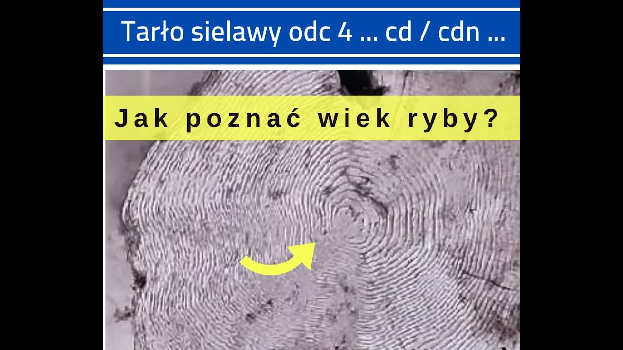 Tarło sielawy odc 4:  Jak poznać wiek ryby?   Zapłodnienie.