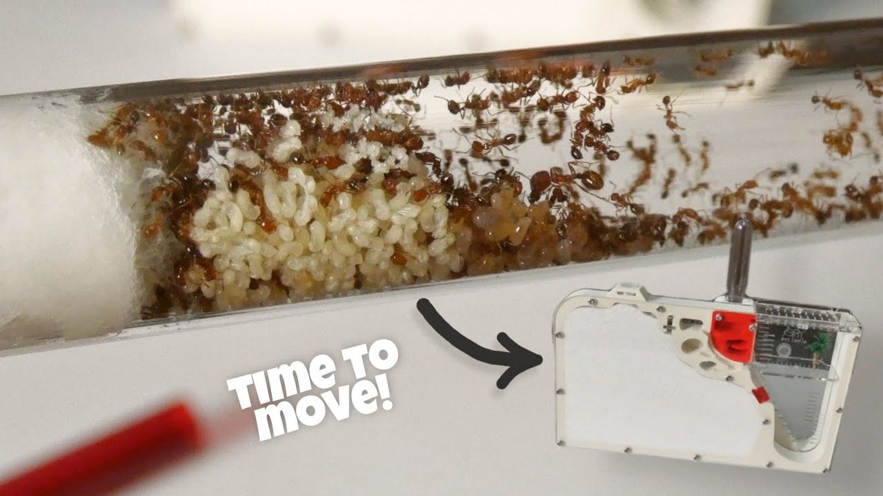 MOVING MY TROPICAL FIRE ANTS INTO FORMICARIUM | Solenopsis geminata | Acrylic Ant Nest | Formicarium