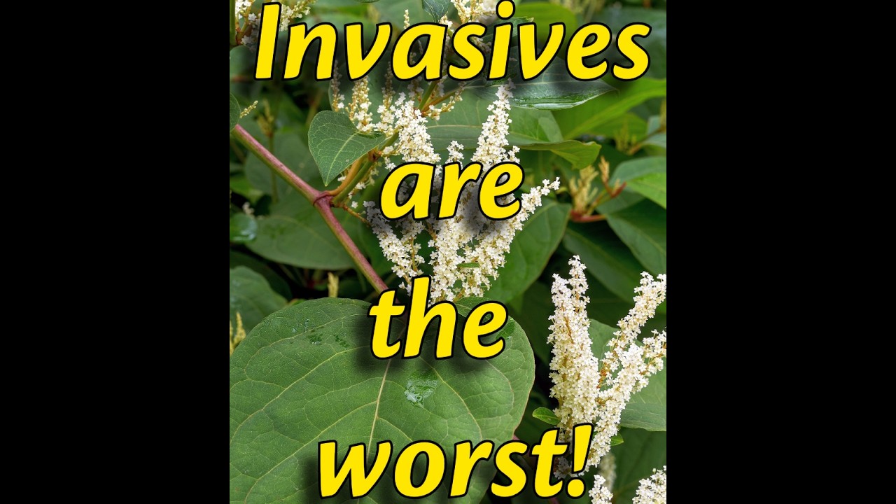2026 - WWS Invasive plants in the Yard and Landscape, Antonio Zodda, owner of Paradise Natives.