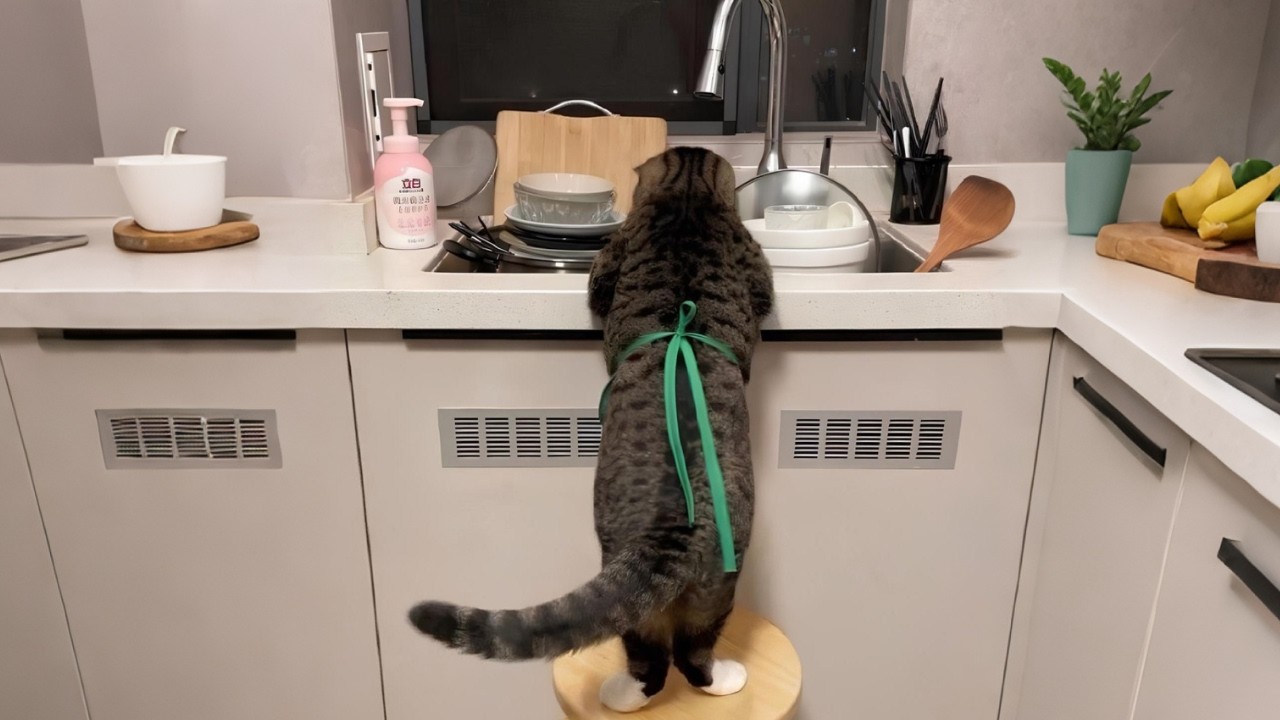 When you own the HARDEST-WORKING Cat in the World