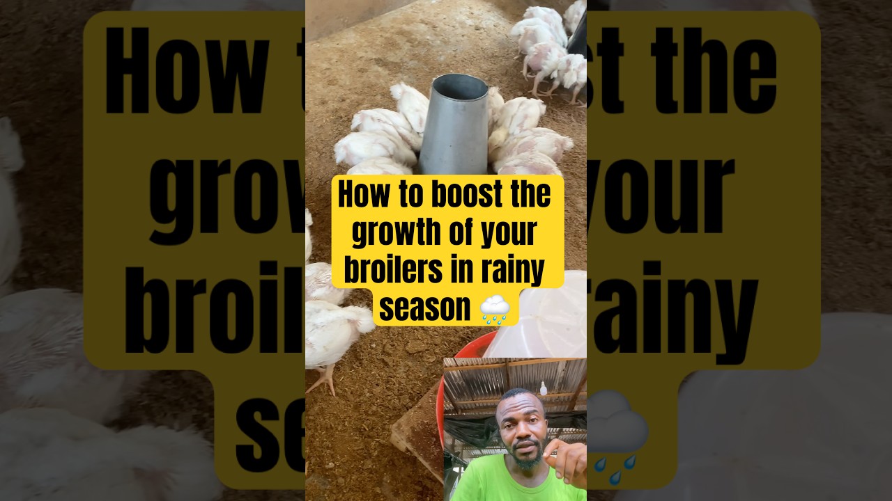Here&rsquo;s How to Make Your Broilers Grow Fast in the Rainy Season 🚀🐔 #broiler #broilerchicken