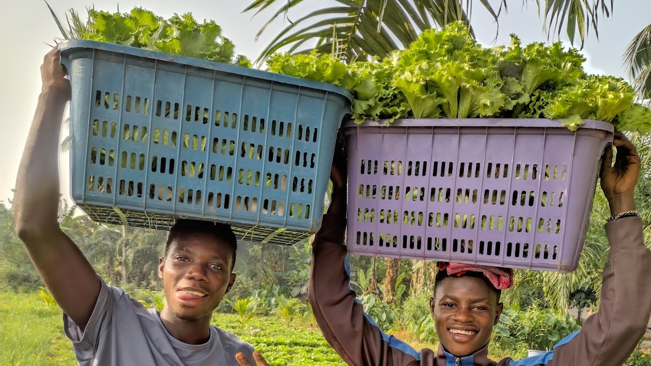 Start with less Capital Crops Earn and Start big! Time with Salam.