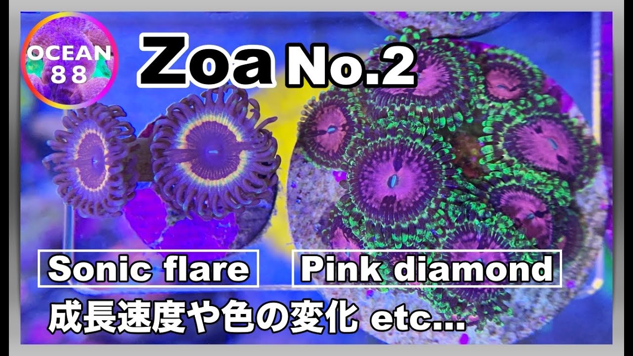 【海水魚水槽・サンゴ水槽】マメスナ　ピンクダイヤモンド　ソニックフレア（Pink diamond Sonic flare）成長速度や色の変化（マリンアクアリウム）