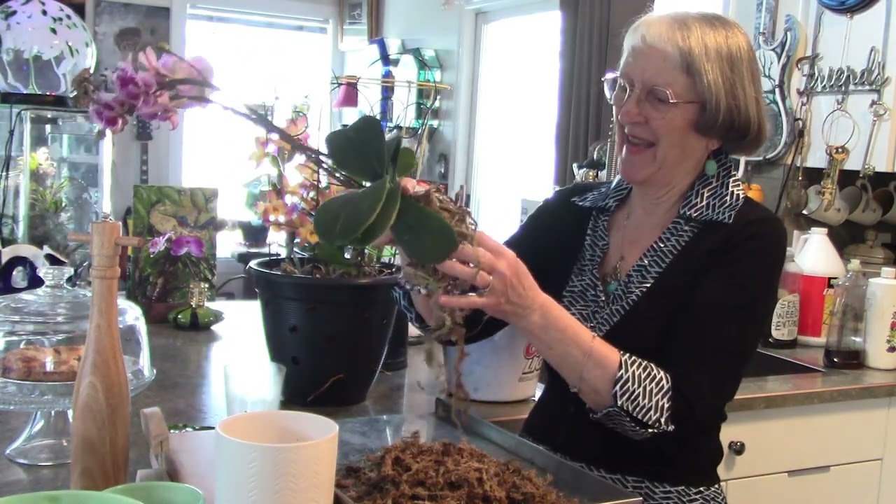 New Orchid (prepare for experiment) Checking Dendrobium that froze, Thrift Store Bargain