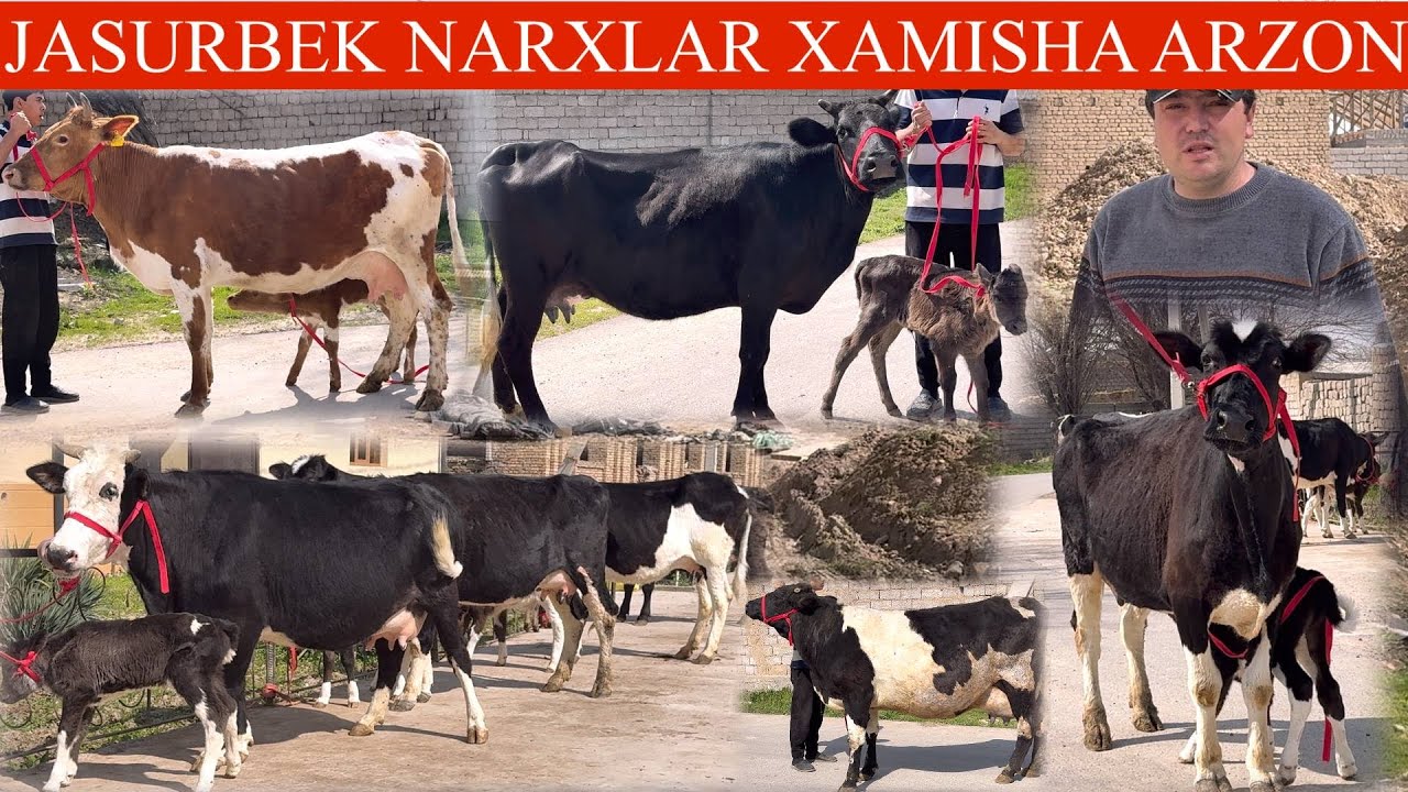 JASURBEK F😳YANGI PARTIYA💥PULI OʻTA ARZON✊ONA BOLA SIGIRLAR