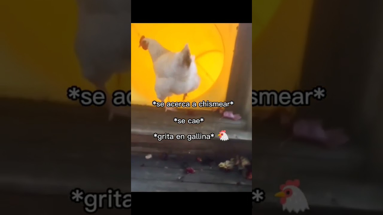 ESTA GALLINA EST&Aacute; LOCA 🤣 #viral #feedshorts #tiktok #tiktokviral #animales #gallina #humor #memes