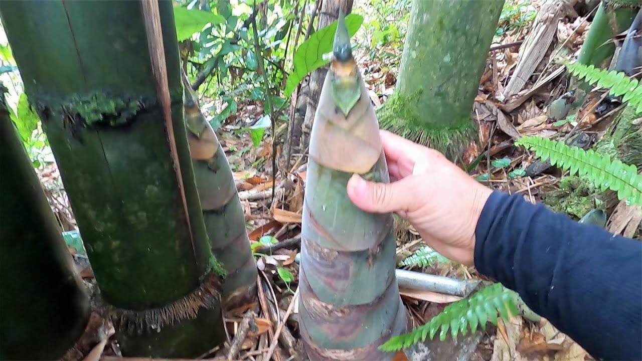 一场大雨过后，小伙进深山挖竹笋，收获真不少，至少够吃一个星期