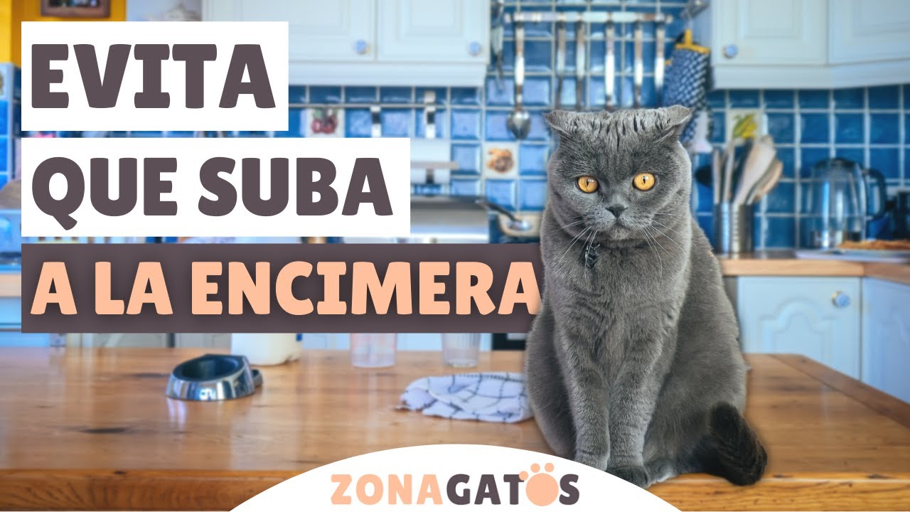 Cómo EVITAR que tu gato se SUBA A LA ENCIMERA de la cocina ✔️ (o a cualquier otro mueble)