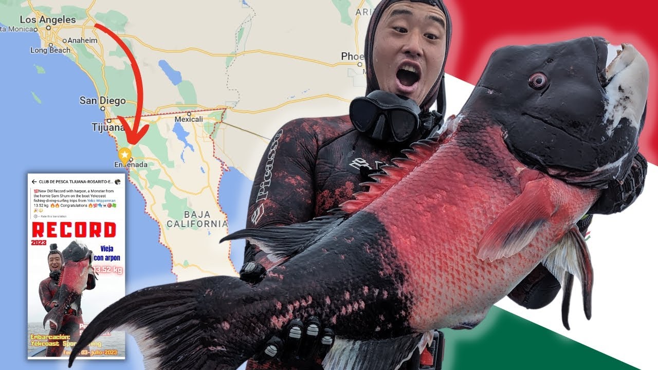 Massive California Sheephead