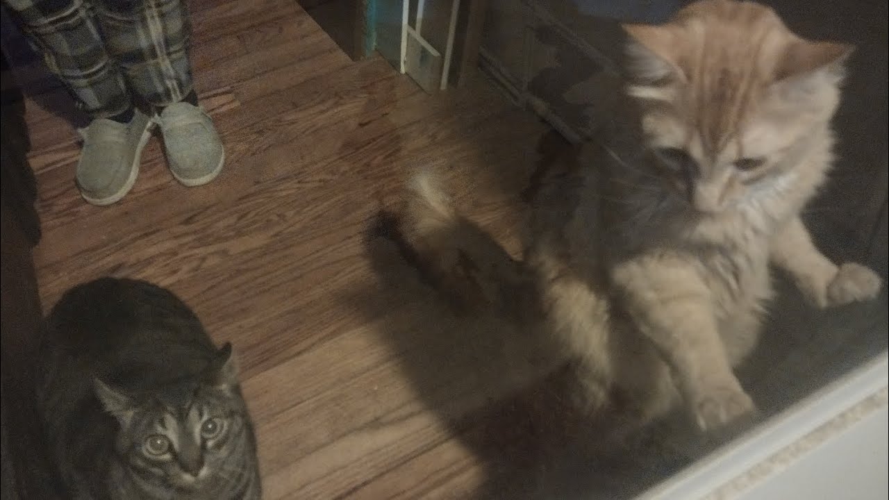 Oddly Satisfying vacuuming cat tower... #catlife #cats #angrycats any ideas to help us ???