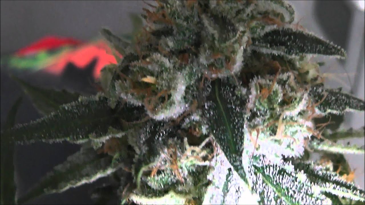 White Satin Part 3